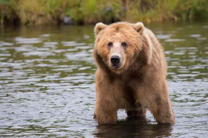 brown bear in body of water during daytime